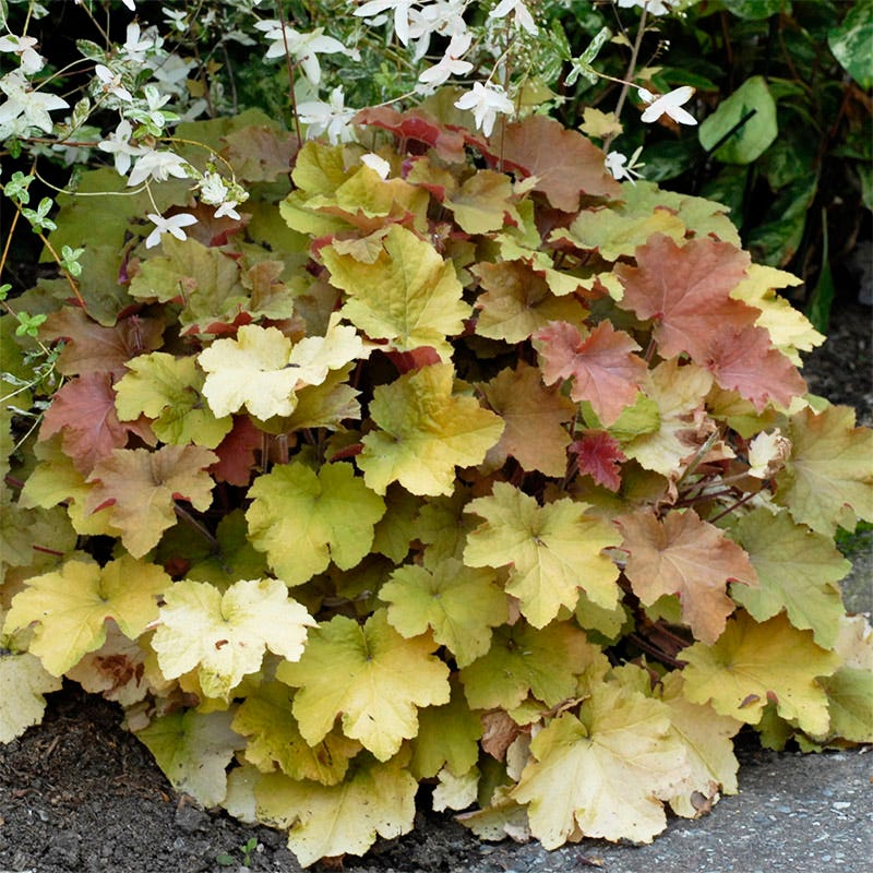 Caramel Coral Bells