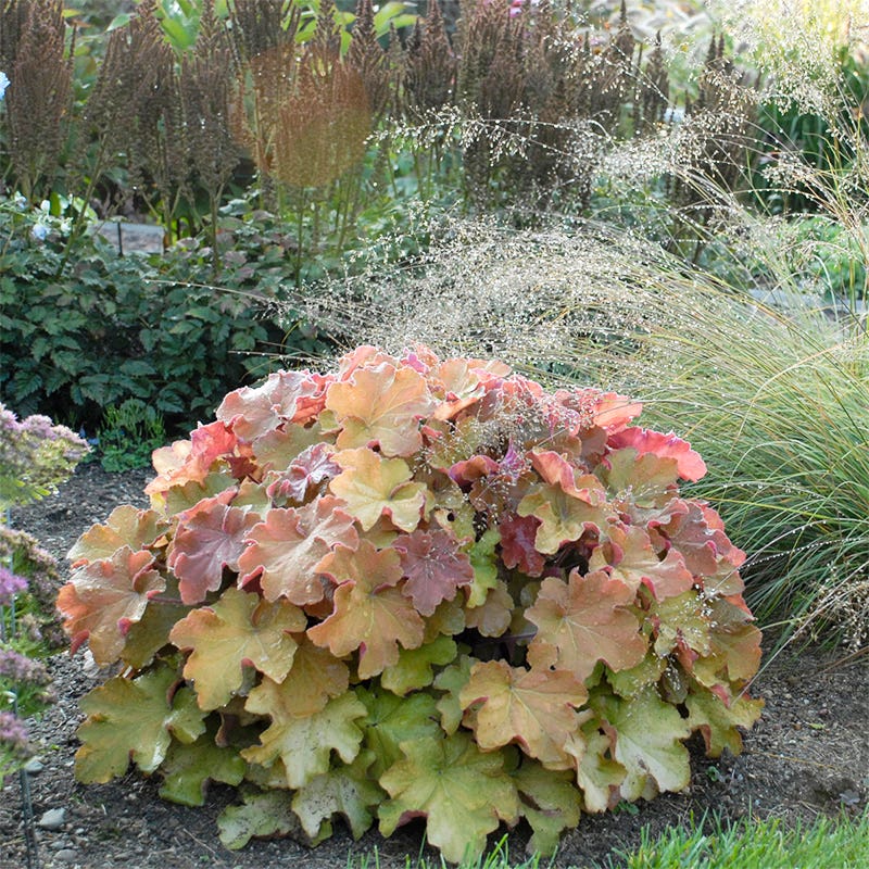 Caramel Coral Bells