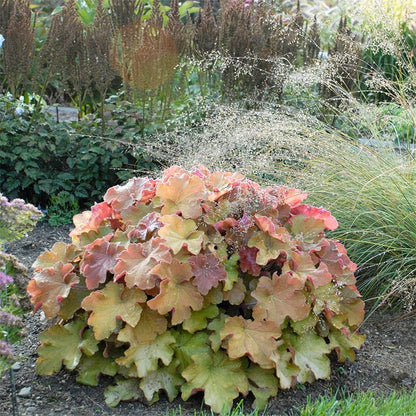 Caramel Coral Bells