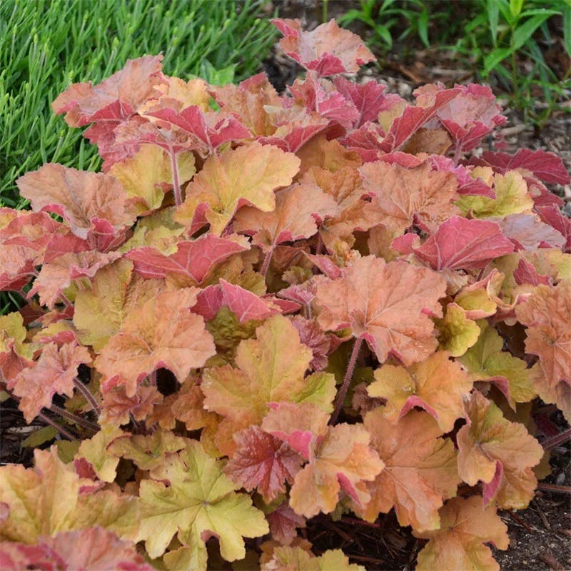 Jewelbox Shade Plant Collection
