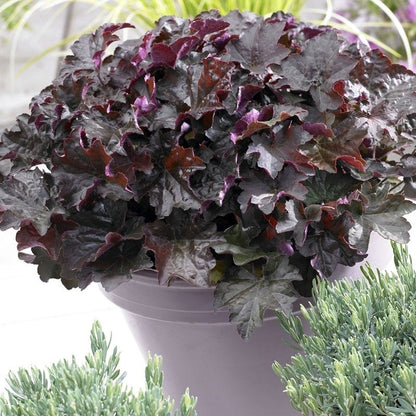 Palace Purple Coral Bells