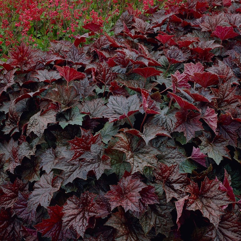 Palace Purple Coral Bells