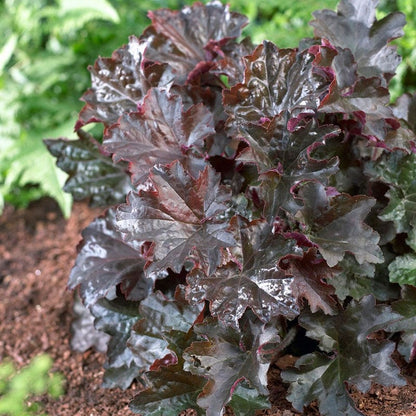 Palace Purple Coral Bells
