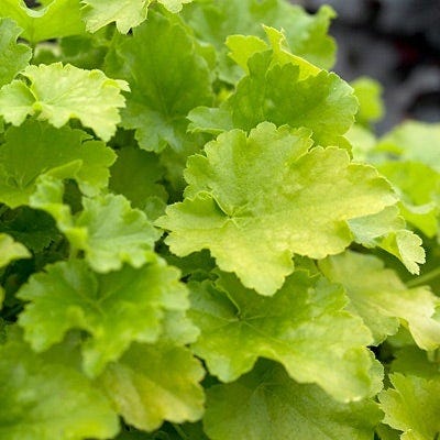 Native Shade Low Grow Plant Collection