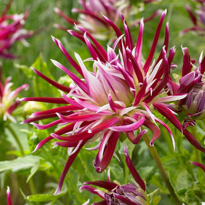 Hollyhill Spider Woman Cactus Dahlia