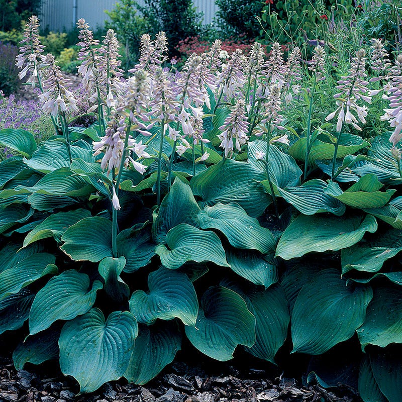 Blue Angel Hosta
