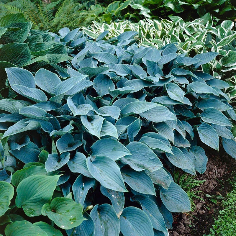 Hosta Halcyon, Plantain Lily