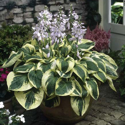 Wide Brim Hosta
