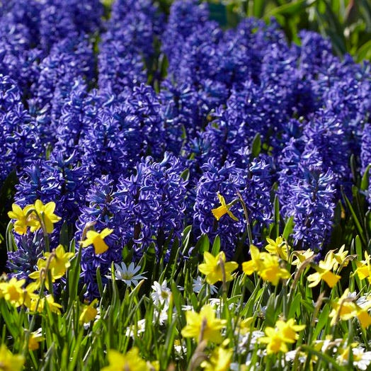 Blue Jacket Hyacinth