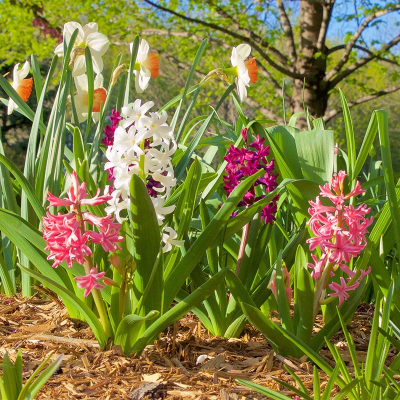 Valentine Hyacinth Mix