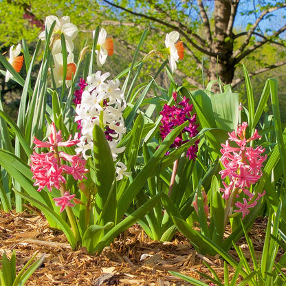 Valentine Hyacinth Mix