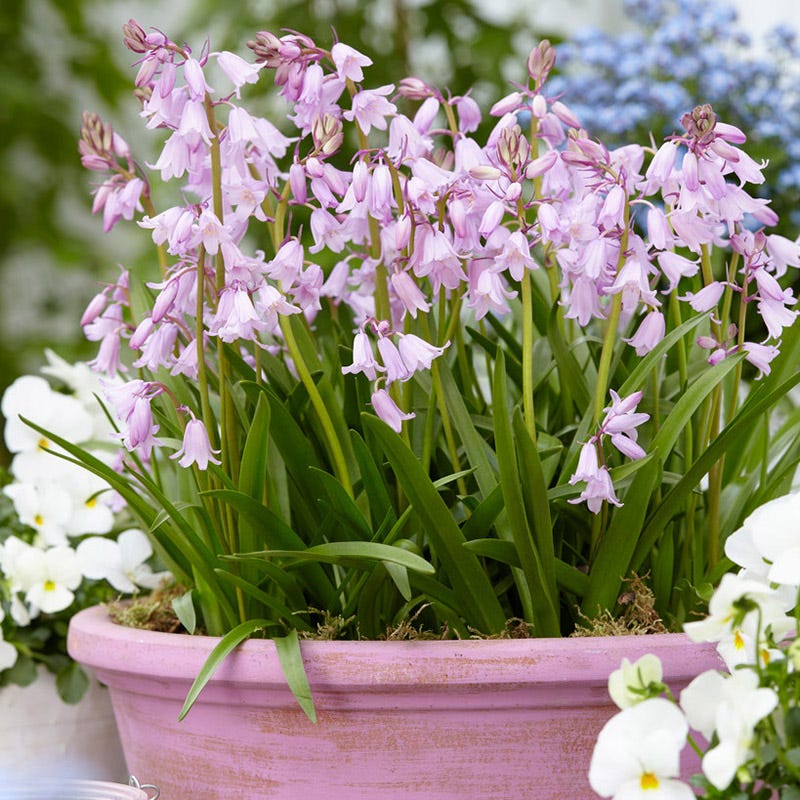 Pink Spanish Bluebells
