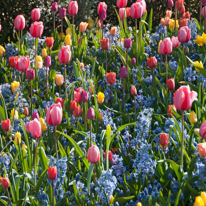 Blue Festival Hyacinth