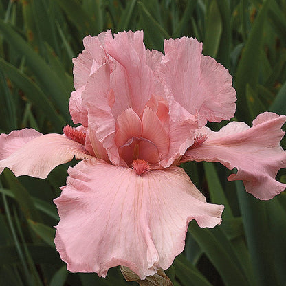 I Pink I Can Bearded Iris