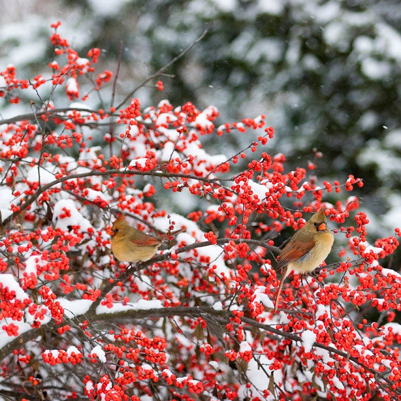 Winter Red Winterberry