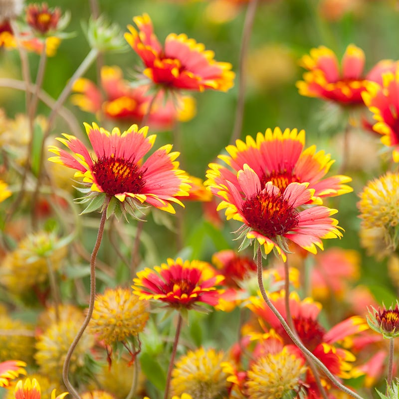 Firewheel Seeds