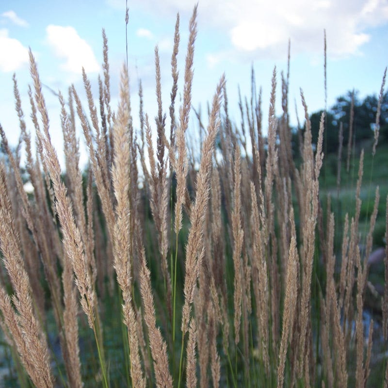 Yellow Prairie Grass Seeds