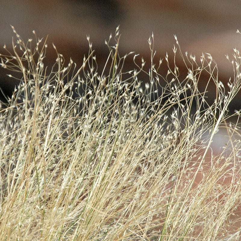 Indian Ricegrass Seeds