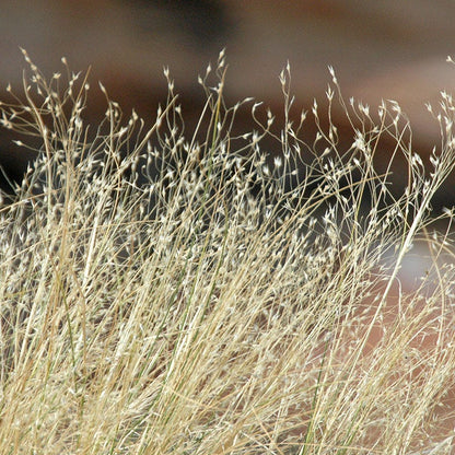 Indian Ricegrass Seeds