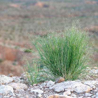Indian Ricegrass Seeds
