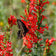 Ipomopsis rubra