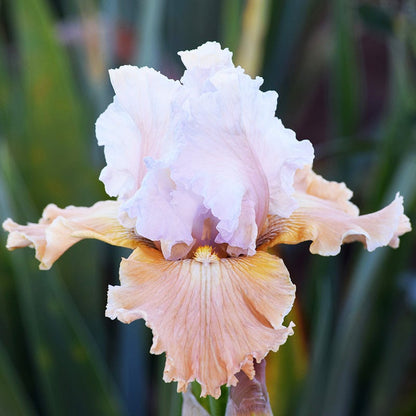 Vintage Ruffles Bearded Iris Collection
