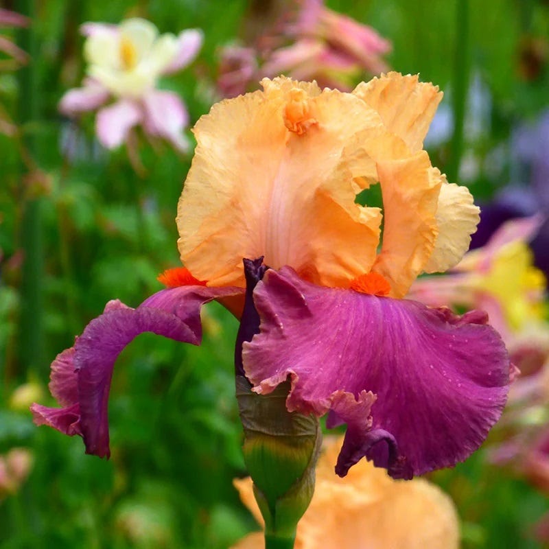 Rainbow Bearded Iris Collection