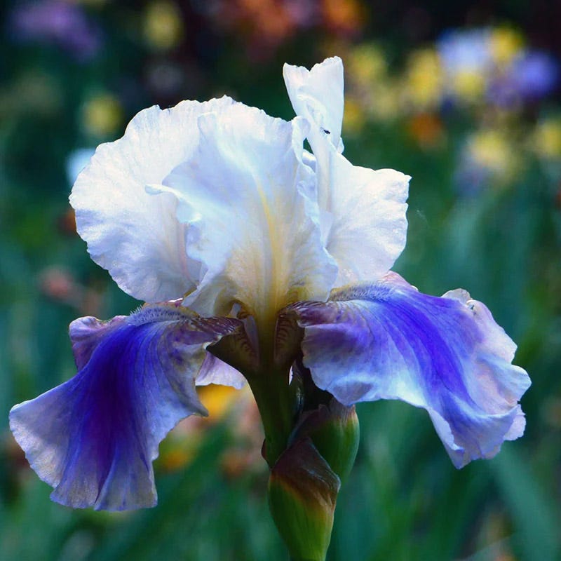 Blueberry Lemonade Bearded Iris Collection