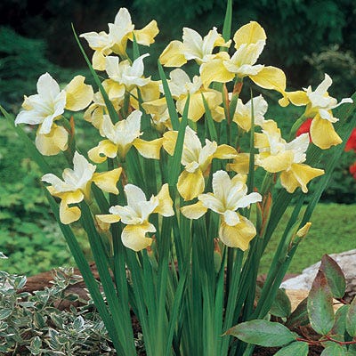 Butter and Sugar Siberian Iris
