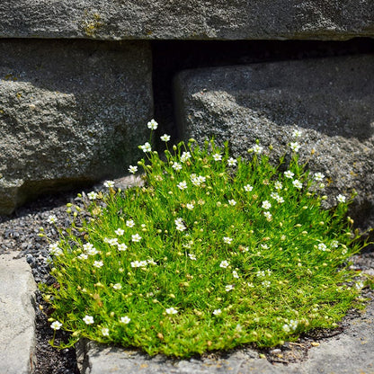 Irish Moss
