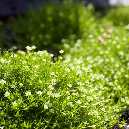 Irish Moss