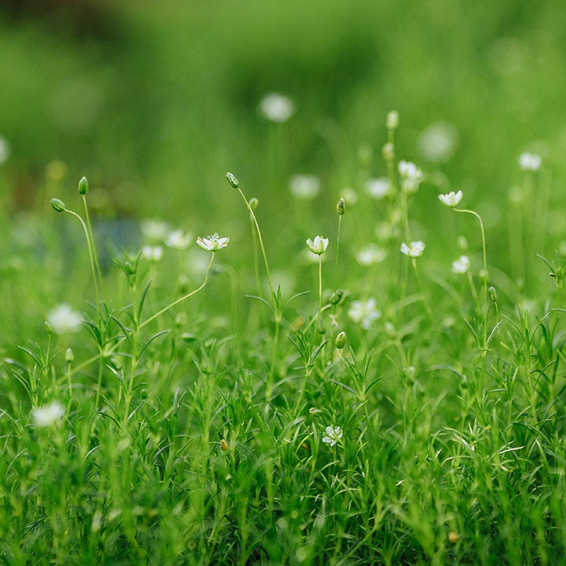 Irish Moss
