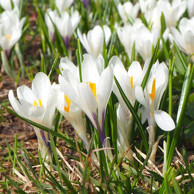 Precious Pearls Bulb Collection