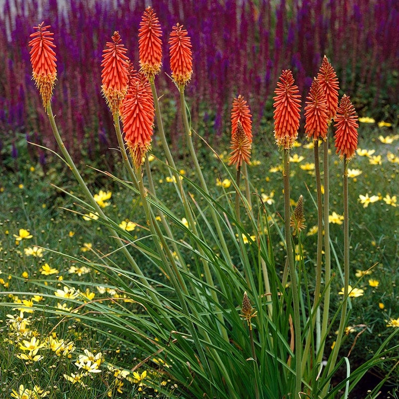Red Hot Poker Alcazar