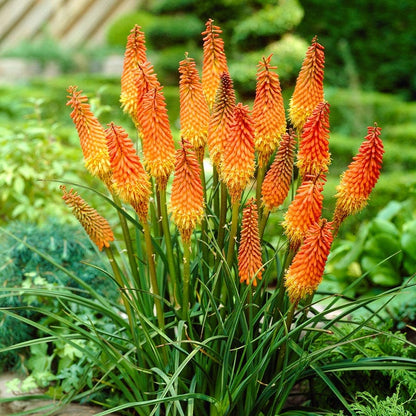 Red Hot Poker Alcazar