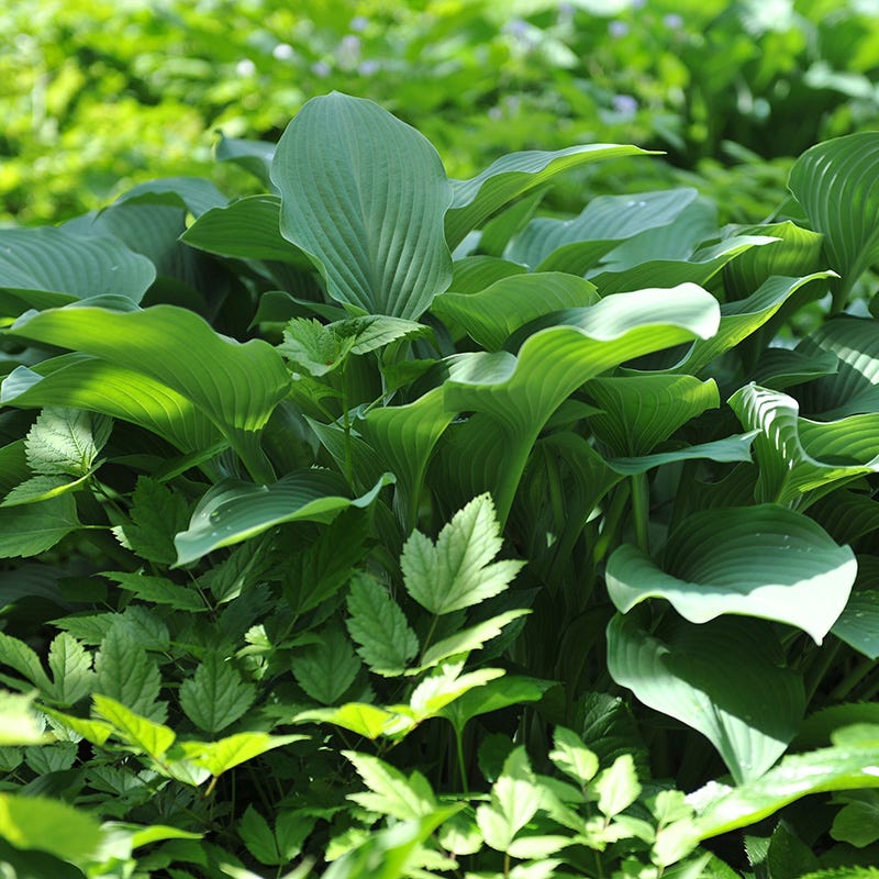 Krossa Regal Hosta