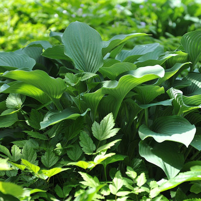 Krossa Regal Hosta