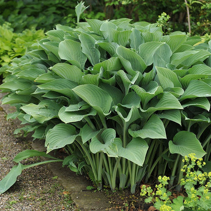 Krossa Regal Hosta
