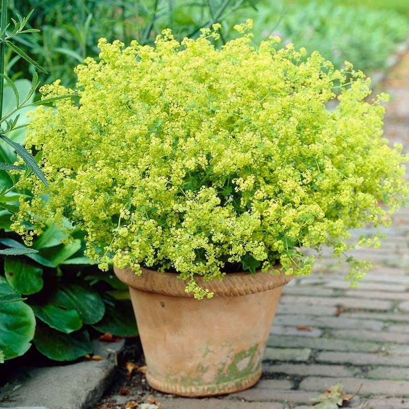 Lady's Mantle