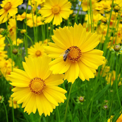 Deer Resistant Wildflower Seed Collection