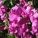 Sweet Pea Seeds