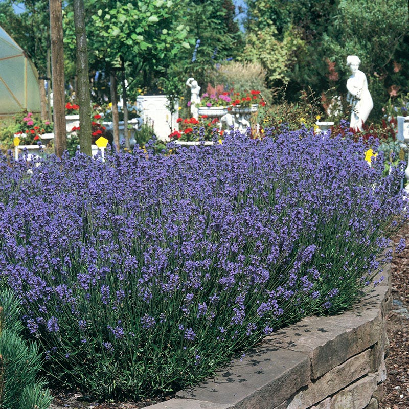 Munstead Lavender Seeds