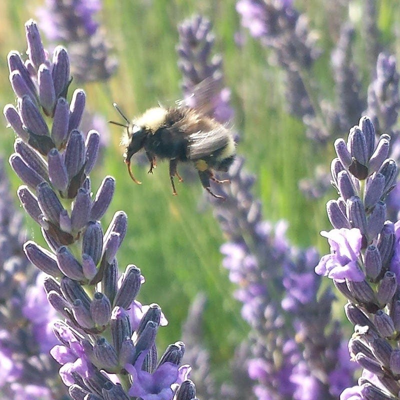 Provence Lavender