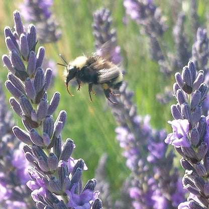 Provence Lavender