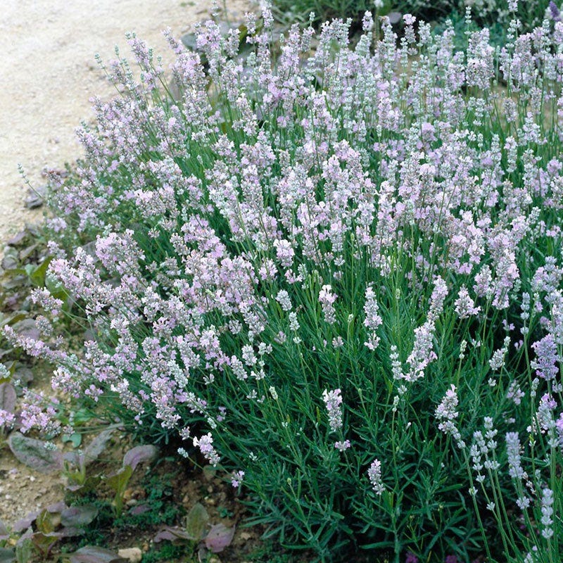 Provence Lavender