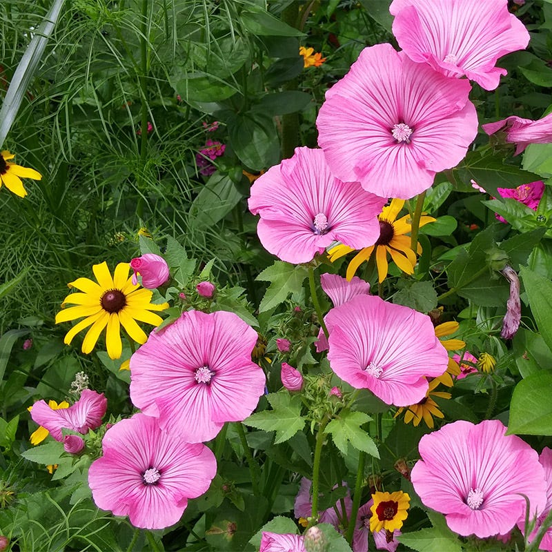 Rose Mallow & Rudbeckia, Customer Photo by JoAnna B.