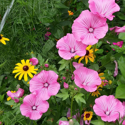 Rose Mallow & Rudbeckia, Customer Photo by JoAnna B.