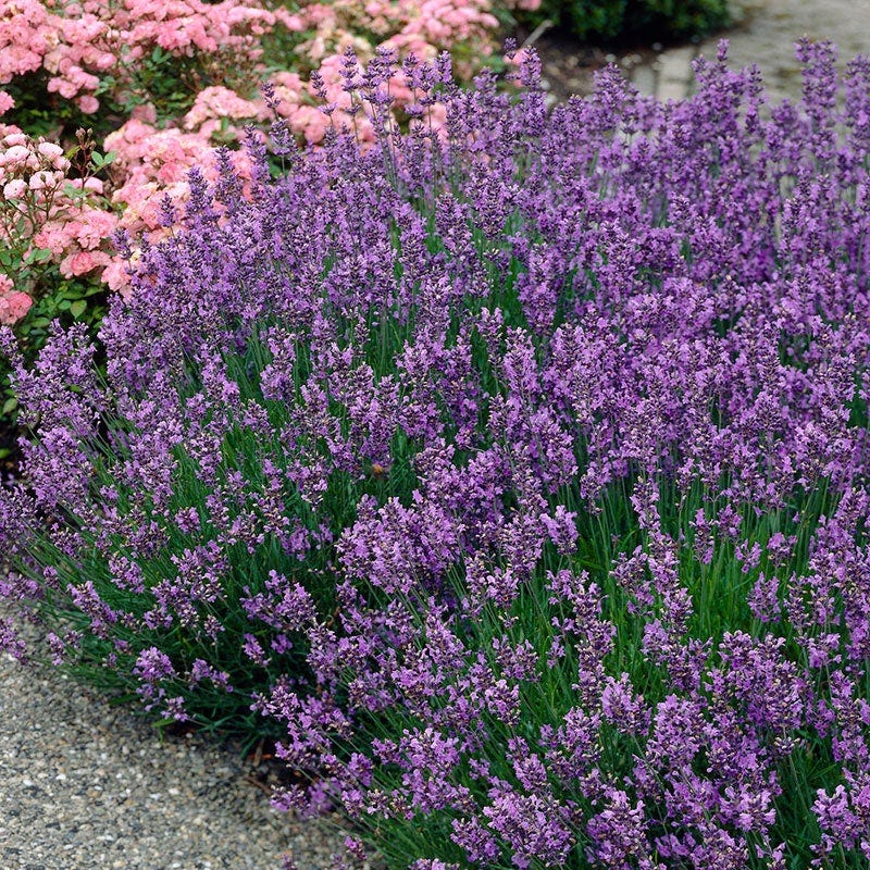 Munstead English Lavender