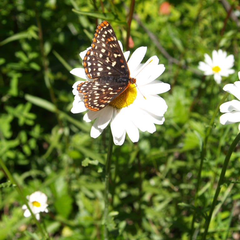 Becky Shasta Daisy