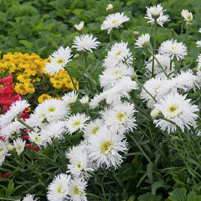Crazy Daisy Shasta Daisy